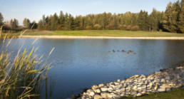 Water hazard with ducks at Lewis Estates Golf Course